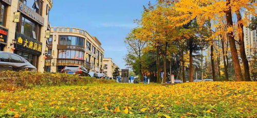 關于重陽的詩句和春聯(lián)