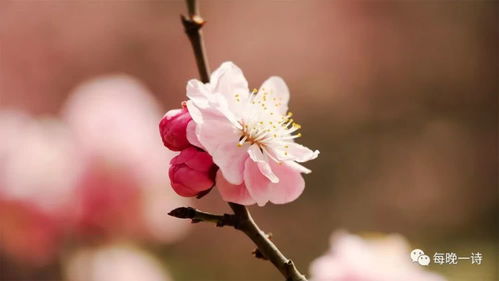 詩(shī)句,描寫,春風(fēng)