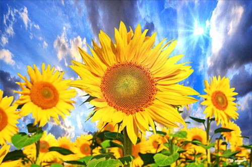 關(guān)于陽光下成長的詩句,關(guān)于陽光成長的詩句短句,陽光心理健康成長的詩句