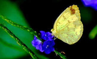 關于綠黃藍的詩句