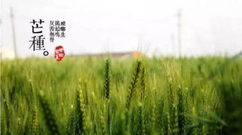 關(guān)于描寫芒種的詩句