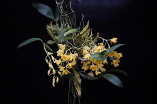 關(guān)于蘭花pinden的詩(shī)句