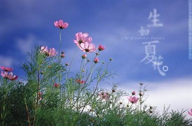 關于夏花的詩句古詩