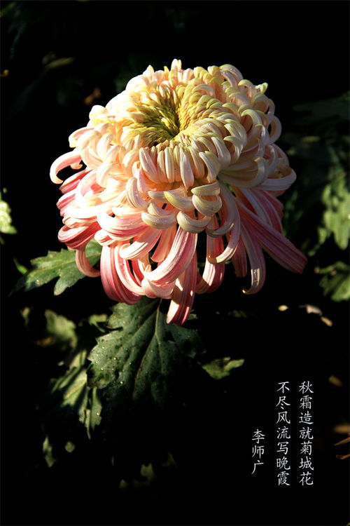 古詩中含菊的詩句