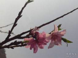 古詩,詩句,桃花,大全