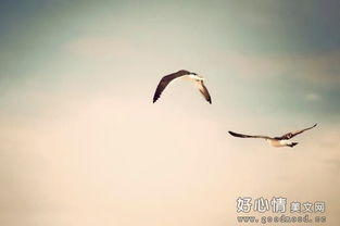 關(guān)于展望未來的古代詩句