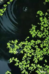 描寫朝雨的詩句古詩詞