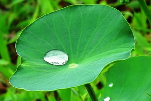 關(guān)于青蜒荷葉的詩句