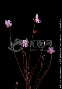 關(guān)于干枝杜鵑花的詩(shī)句古詩(shī)