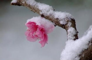 初春,詩句,于雪