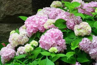 關(guān)于繡球的詩句美文