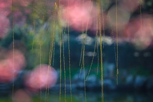 關(guān)于綠色情懷的詩句