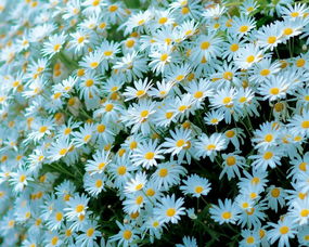 寫春花寫草的詩句古詩