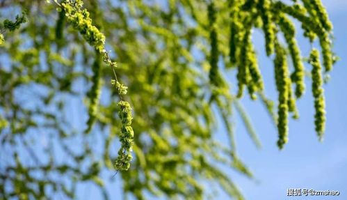 關(guān)于榆錢(qián)的詩(shī)句的詩(shī)句