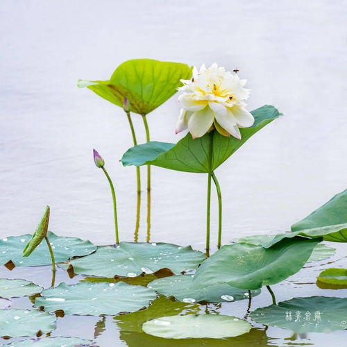 關(guān)于描寫場面的詩句