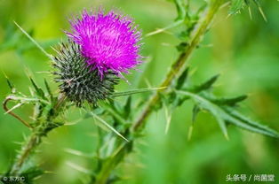 山村野菜古詩(shī)句