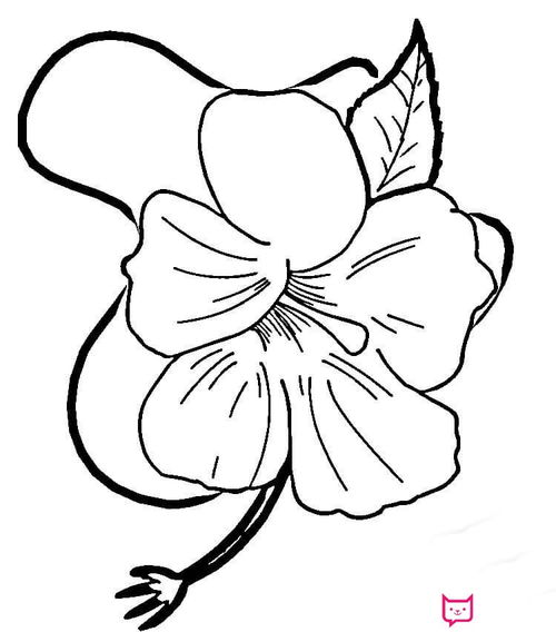 關(guān)于簡筆畫芙蓉花的和詩句