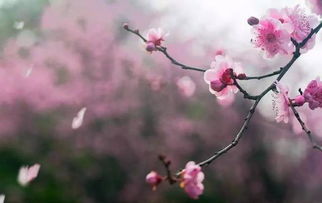 詩經(jīng)中有哪些關(guān)于春天的詩句