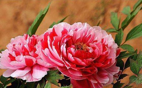 詩句,牡丹,白居易