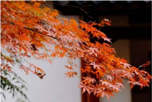 關(guān)于楓葉和友情的詩句