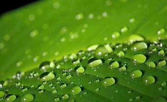 關(guān)于露水詩句