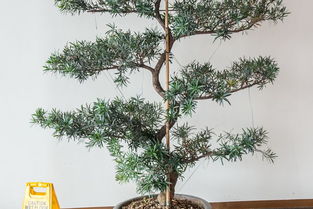 古詩(shī),詩(shī)句,榕樹,贊美