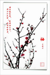 古詩(shī),詩(shī)句,梅花,描寫