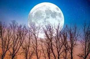 關(guān)于詩中的月的詩句