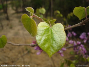 關(guān)于初春的新葉的詩句