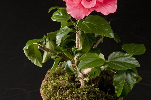 自色茶花的詩句古詩