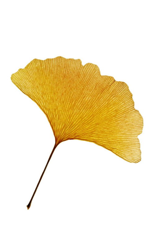 關于銀杏葉吉祥的詩句