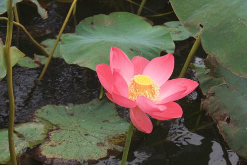 關(guān)于蓮花的詩句標明作者出處