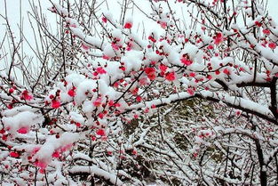 帶有梅字的古詩句,描寫二月的古詩句,寫出帶有梅字的古詩