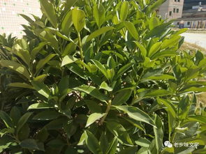 關于綠色的7詩句