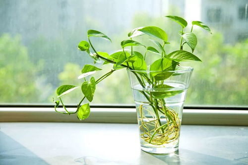 描寫綠蘿的詩句古詩,綠蘿的詩句,描寫綠蘿的詩句