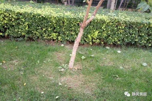 關(guān)于荒山野嶺的詩句