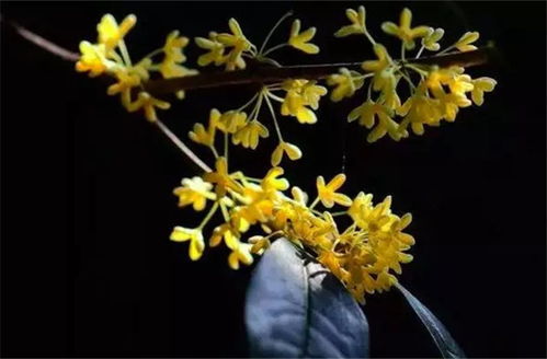 兩句描寫瀑布的古詩句