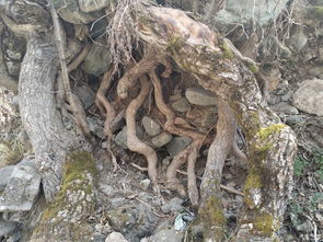 關于枯藤老樹的詩句