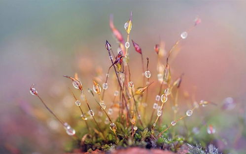 寒露,詩句,這節(jié)