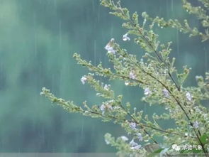 跟秋雨有關(guān)的古詩句