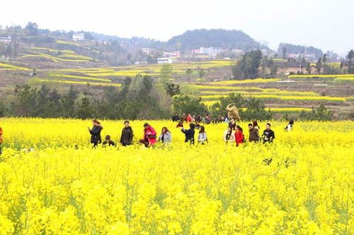 寫田園風(fēng)光的詩句古詩
