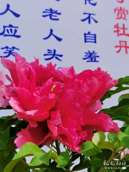 關于牡丹的古詩句,贊美牡丹的古詩句,贊牡丹花開的古詩