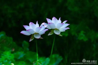 關(guān)于荷花的詩(shī)句共五句