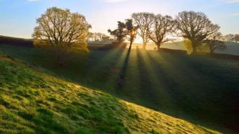 描寫早晨樹林的古詩句