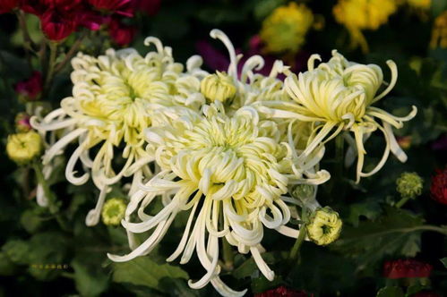 春分思念母親的詩句古詩