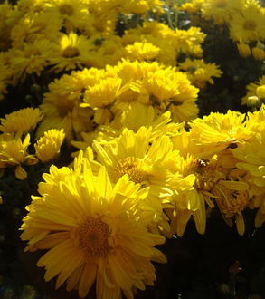 關(guān)于興慶公園的詩(shī)句