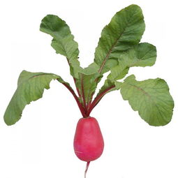 關(guān)于描寫紅蘿卜詩句