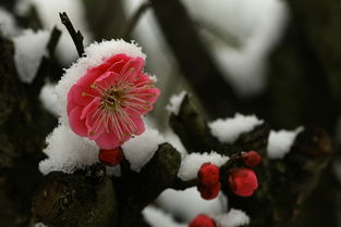 關(guān)于烏梅旳詩句