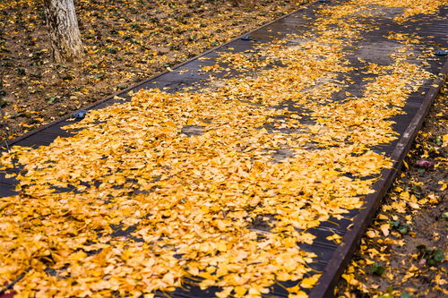 關(guān)于樹有關(guān)的詩句