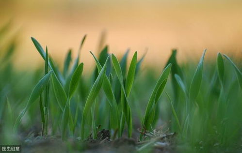 春草關(guān)于詩句